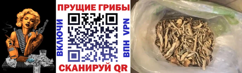 Псилоцибиновые грибы Psilocybine cubensis  Нестеровская 